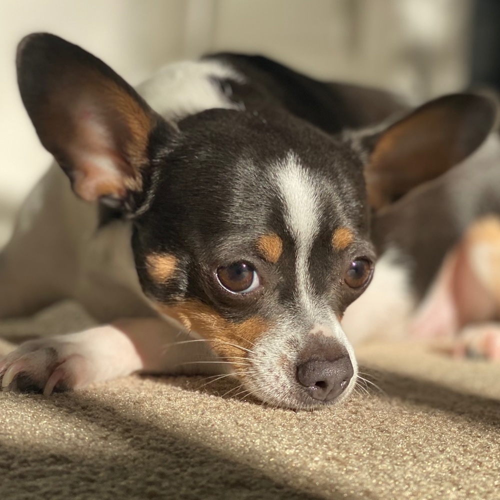 Meet your Posher, Rohit